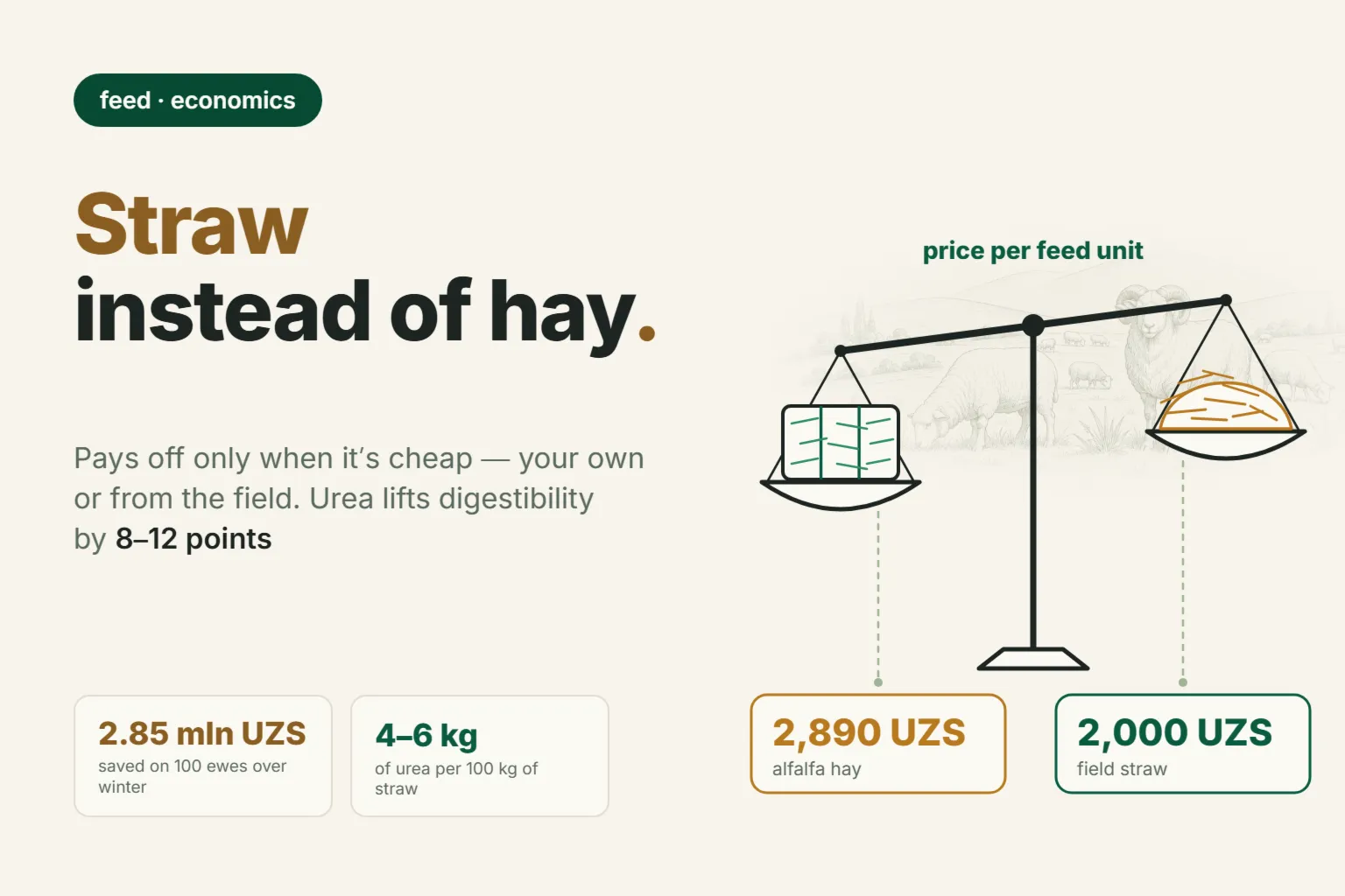 Straw for Sheep: How Much to Feed, When It Is Cheaper Than Hay, and How to Treat It With Urea