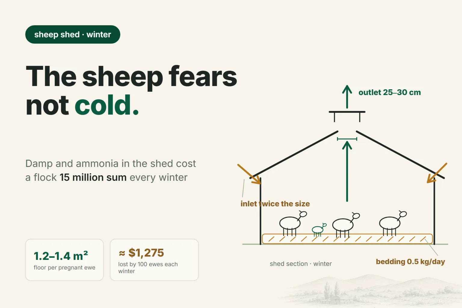 Sheep Shed Design: Space per Head, Ventilation and Bedding