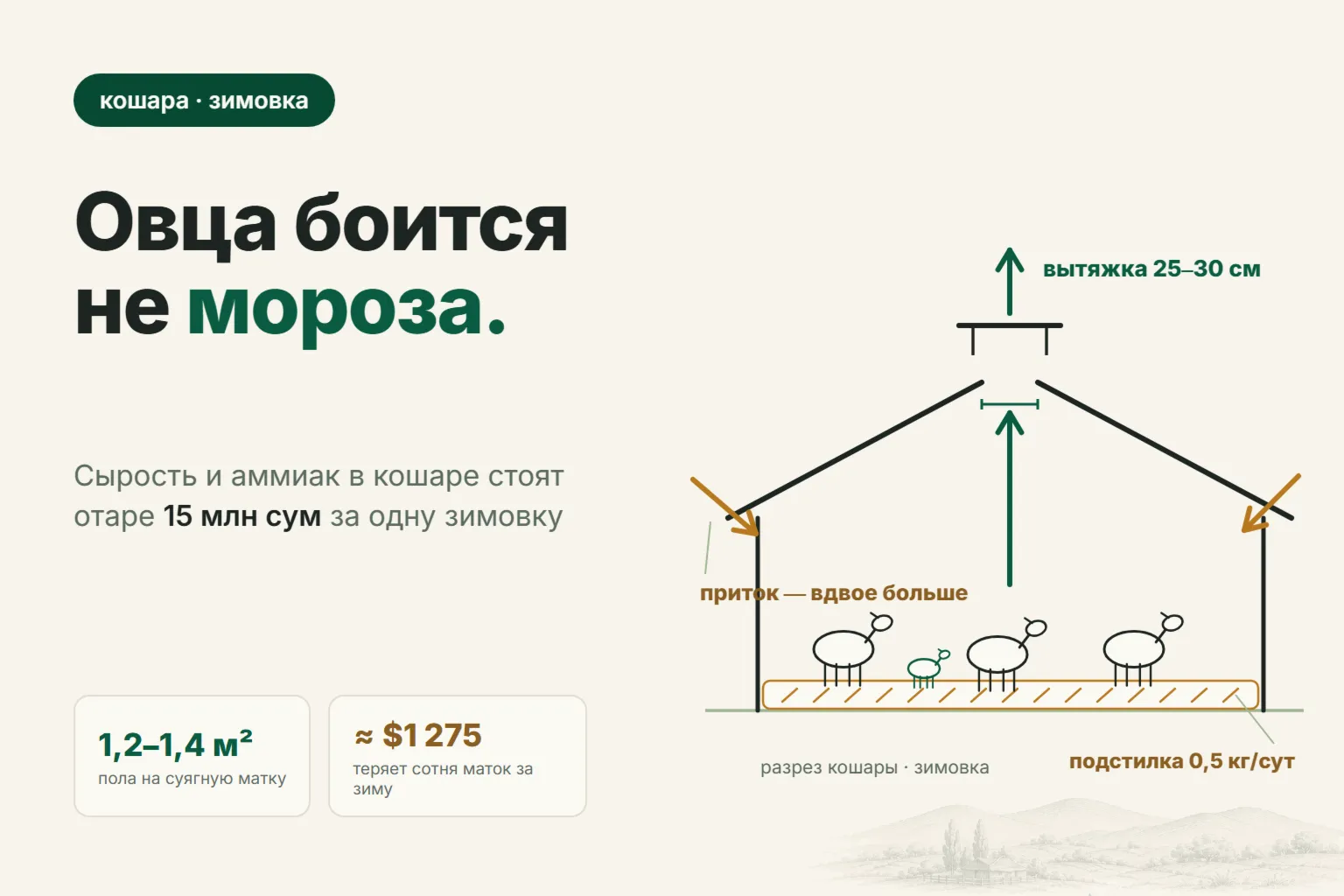 Кошара для овец: сколько места на голову, вентиляция и подстилка
