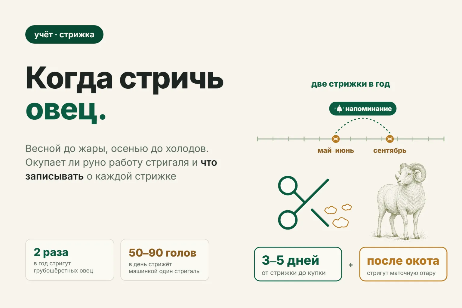 Когда стричь овец весной и осенью: сроки, подготовка отары и учёт затрат на стрижку