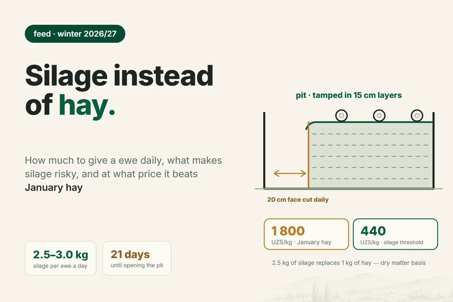 Silage for sheep: how much to feed per day, what makes it dangerous and when it comes cheaper than hay