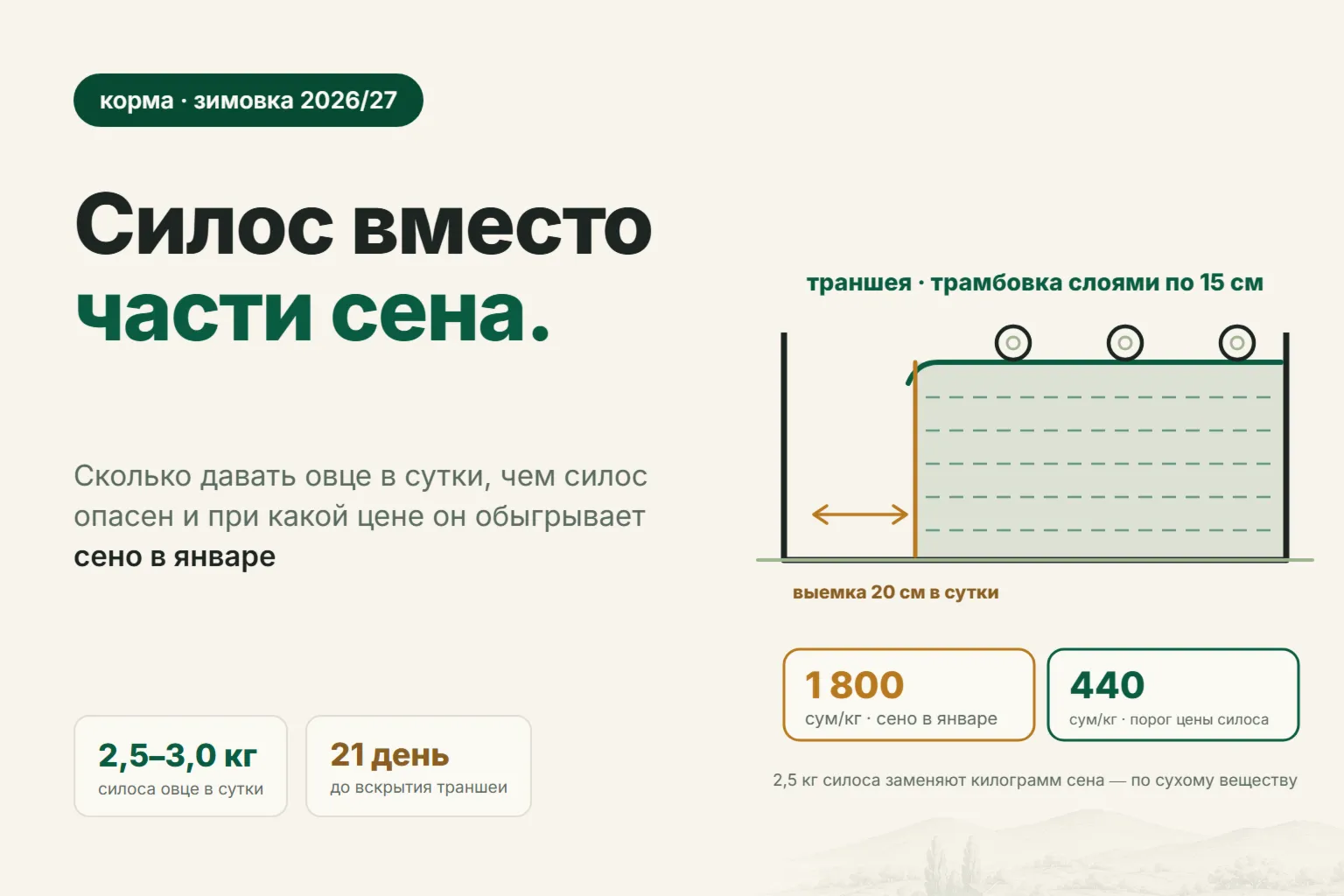 Силос для овец: сколько давать в сутки, чем опасен и когда он дешевле сена
