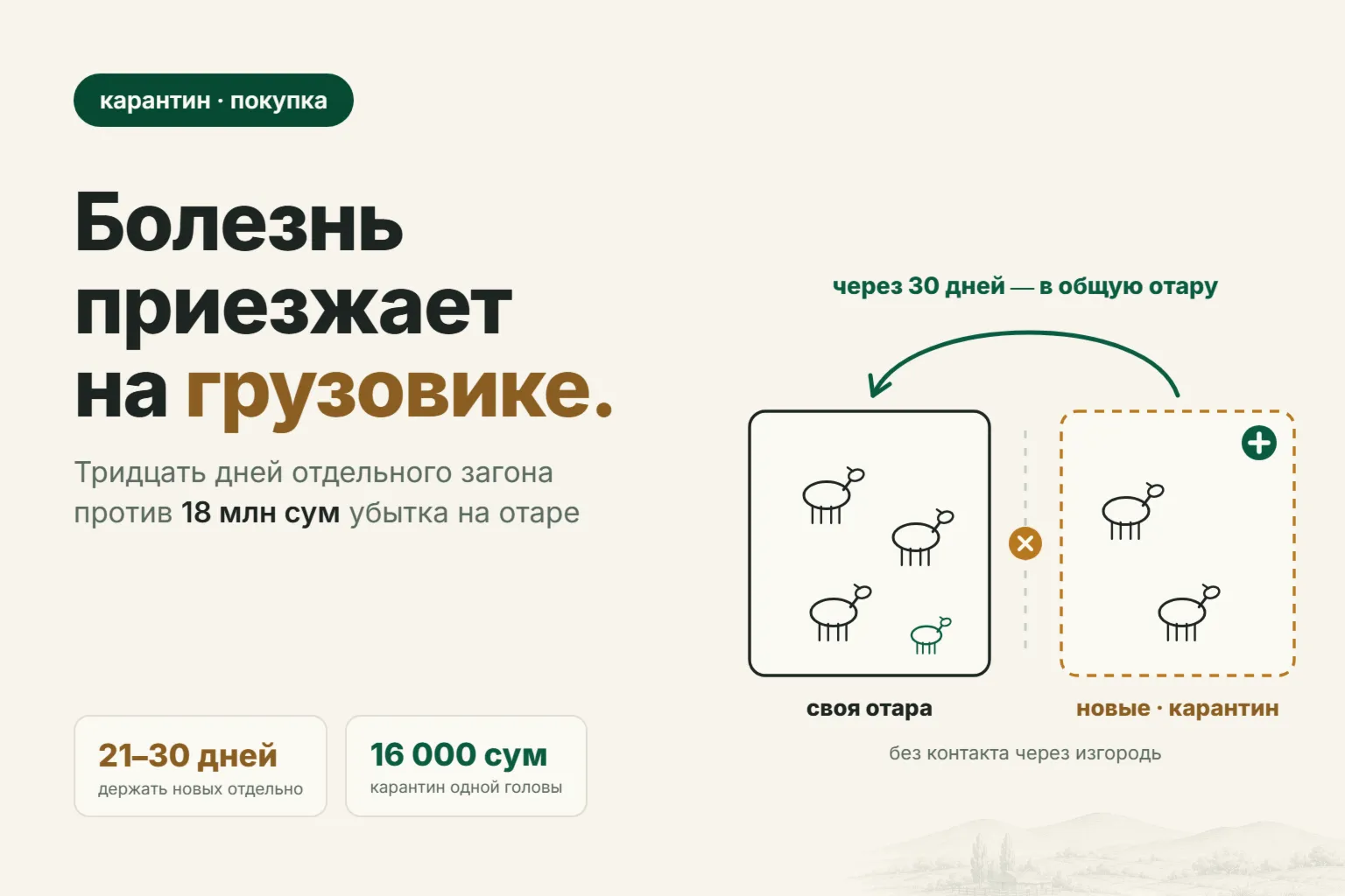 Карантин новых овец: 30 дней, которые спасают отару от чесотки и падежа
