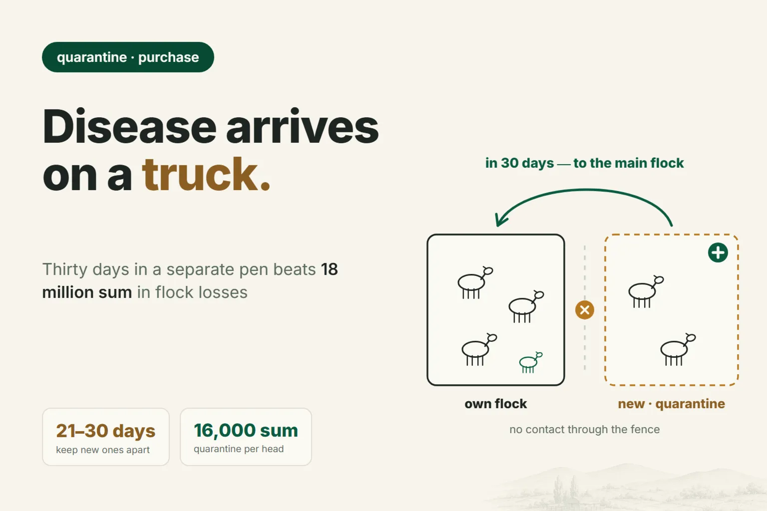 New Sheep Quarantine: 30 Days That Save Your Flock from Scab