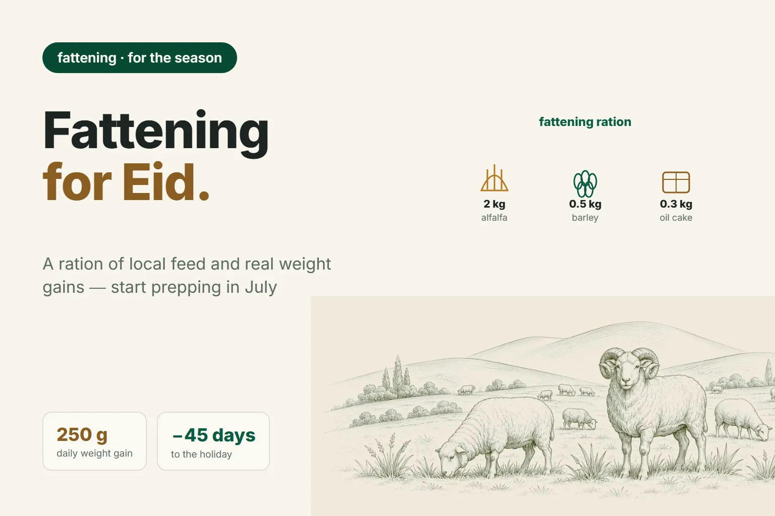 How to Feed Rams for Weight Gain: A Fattening Ration and Getting Ready for Winter in July