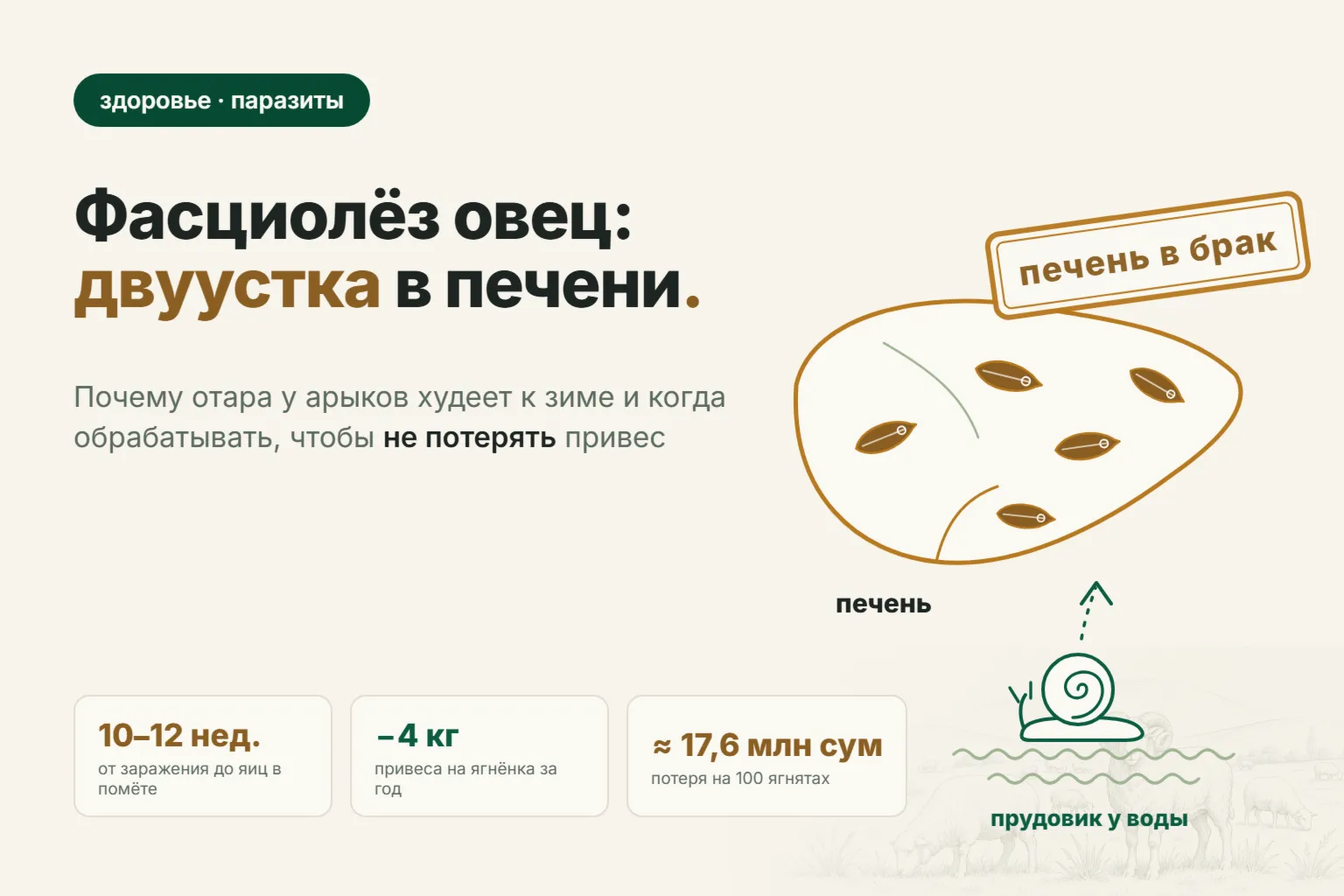 Фасциолёз у овец: признаки, чем лечить печёночную двуустку и когда обрабатывать отару осенью