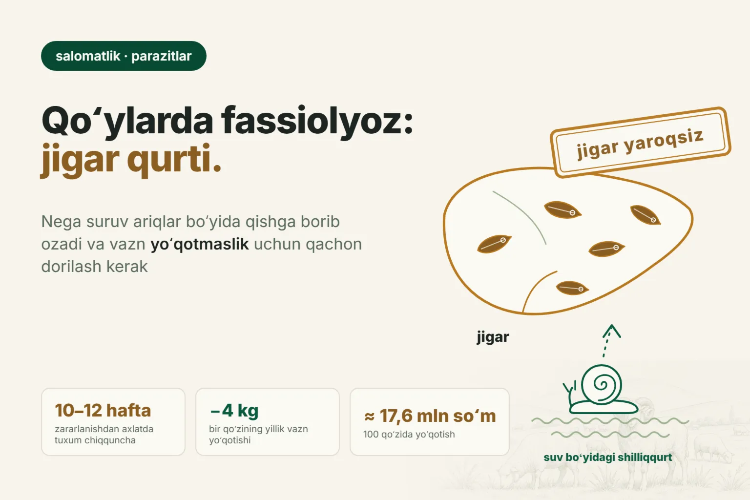 Qoʻylarda fassiolyoz: belgilari, jigar qurtini nima bilan davolash va podaga kuzda qachon ishlov berish