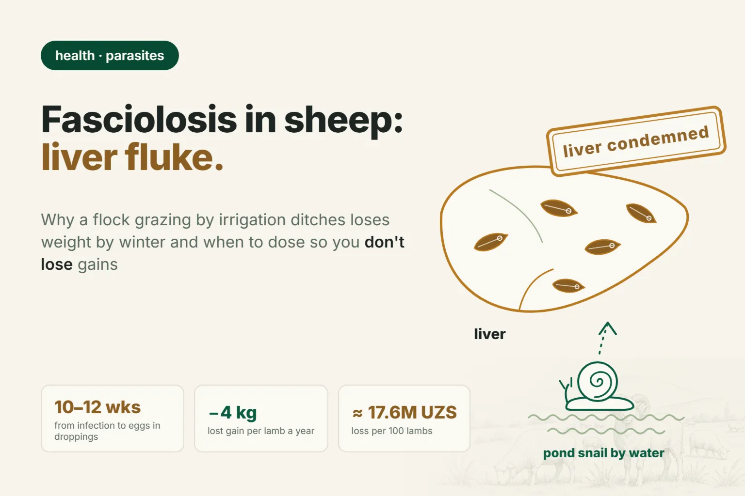 Fasciolosis in sheep: signs, what to treat liver fluke with, and when to treat the flock in autumn