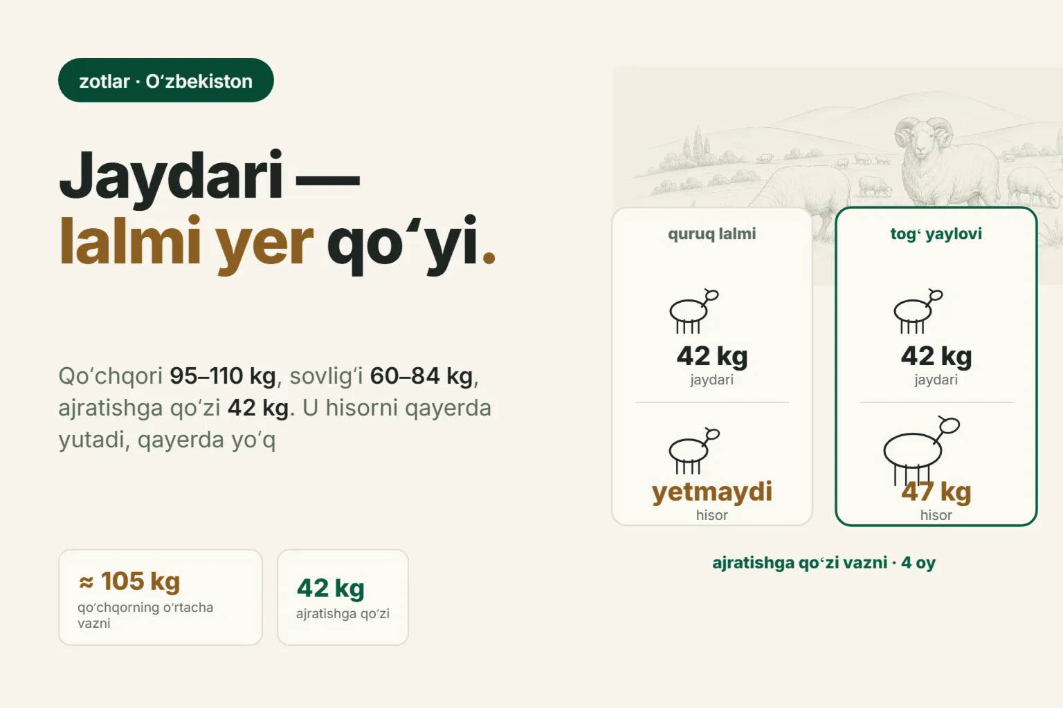 Jaydari qoʻy zoti — Oʻzbekiston qoʻyi: vazni, serpushtligi va 2026-yilda suruv qancha beradi