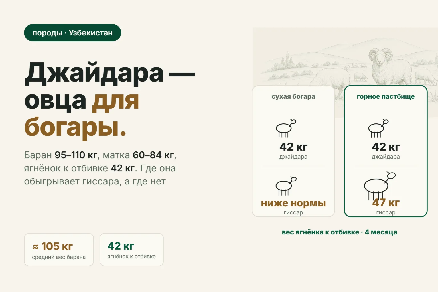 Джайдара — порода овец Узбекистана: вес, плодовитость и сколько даёт отара в 2026 году