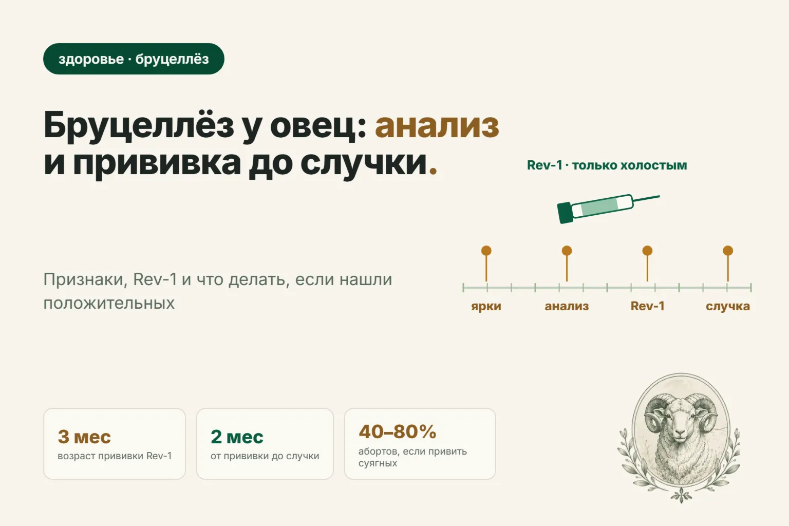 Бруцеллёз у овец: признаки, анализ крови и прививка Rev-1 до случки