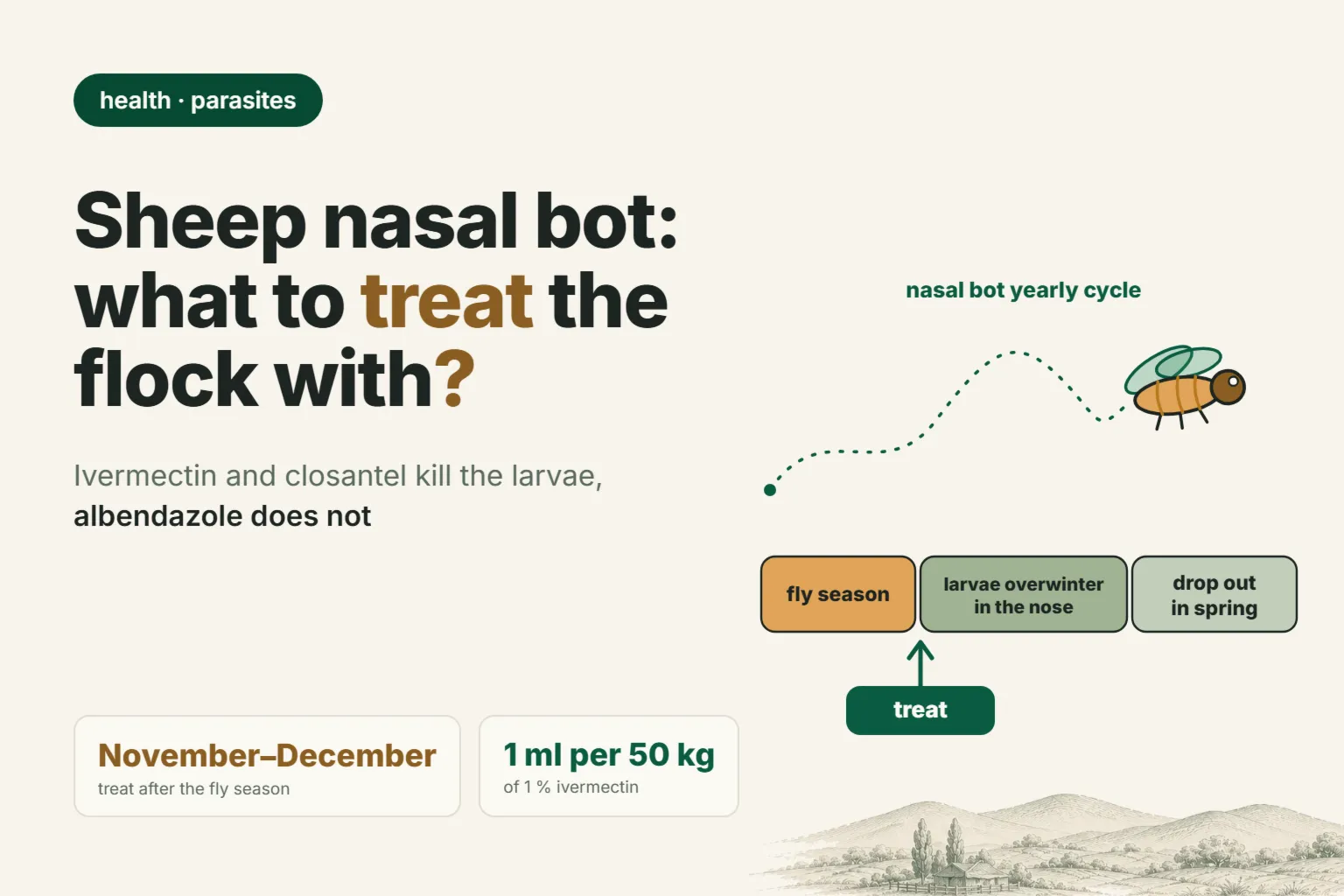 Nasal bot in sheep (oestrosis): why sheep sneeze, how not to confuse it with pneumonia and what to treat the flock with