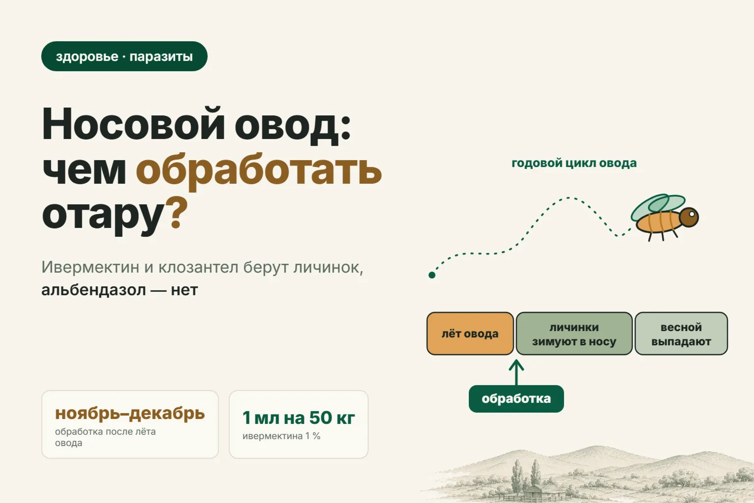 Носовой овод у овец (эстроз): почему овцы чихают, как не спутать с пневмонией и чем обработать отару