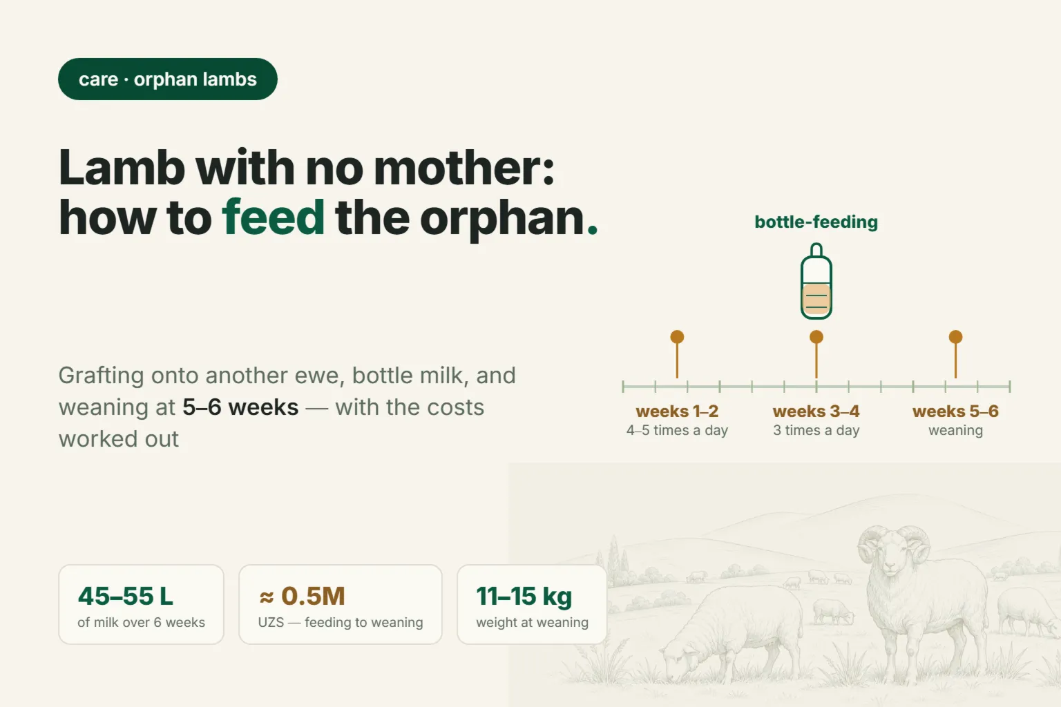 How to Raise an Orphan Lamb in 2026: Fostering, Weekly Milk Amounts, and Cost