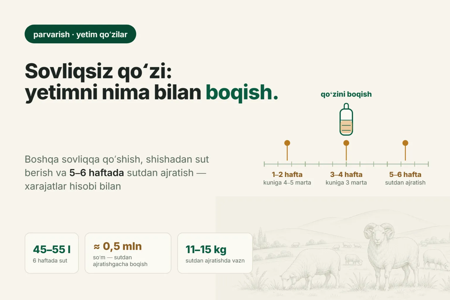 Onasiz qoʻzini qanday boqish kerak 2026: qoʻshib qoʻyish, haftalar boʻyicha sut va xarajat hisobi