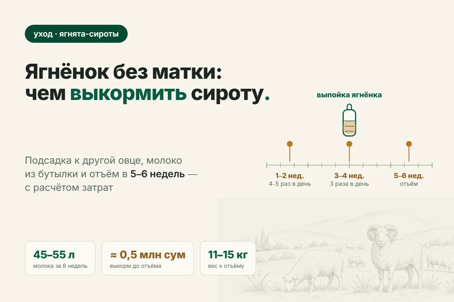 Как выкормить ягнёнка без матки: подсадка, молоко по неделям и расчёт затрат в 2026 году