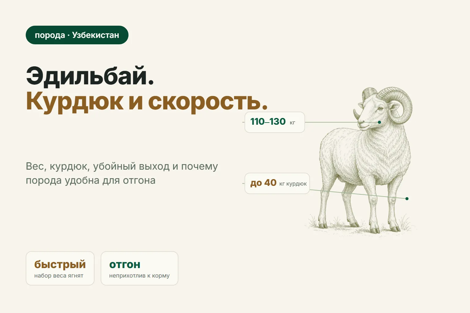 Эдильбаевская порода овец: вес, курдюк, продуктивность и цена