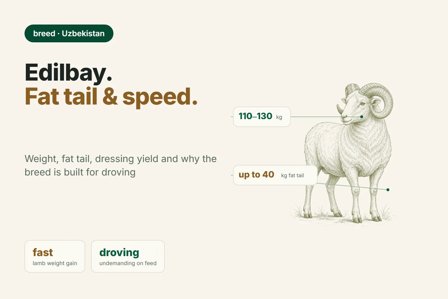 Edilbay Sheep Breed: Weight, Fat Tail, Productivity and Price