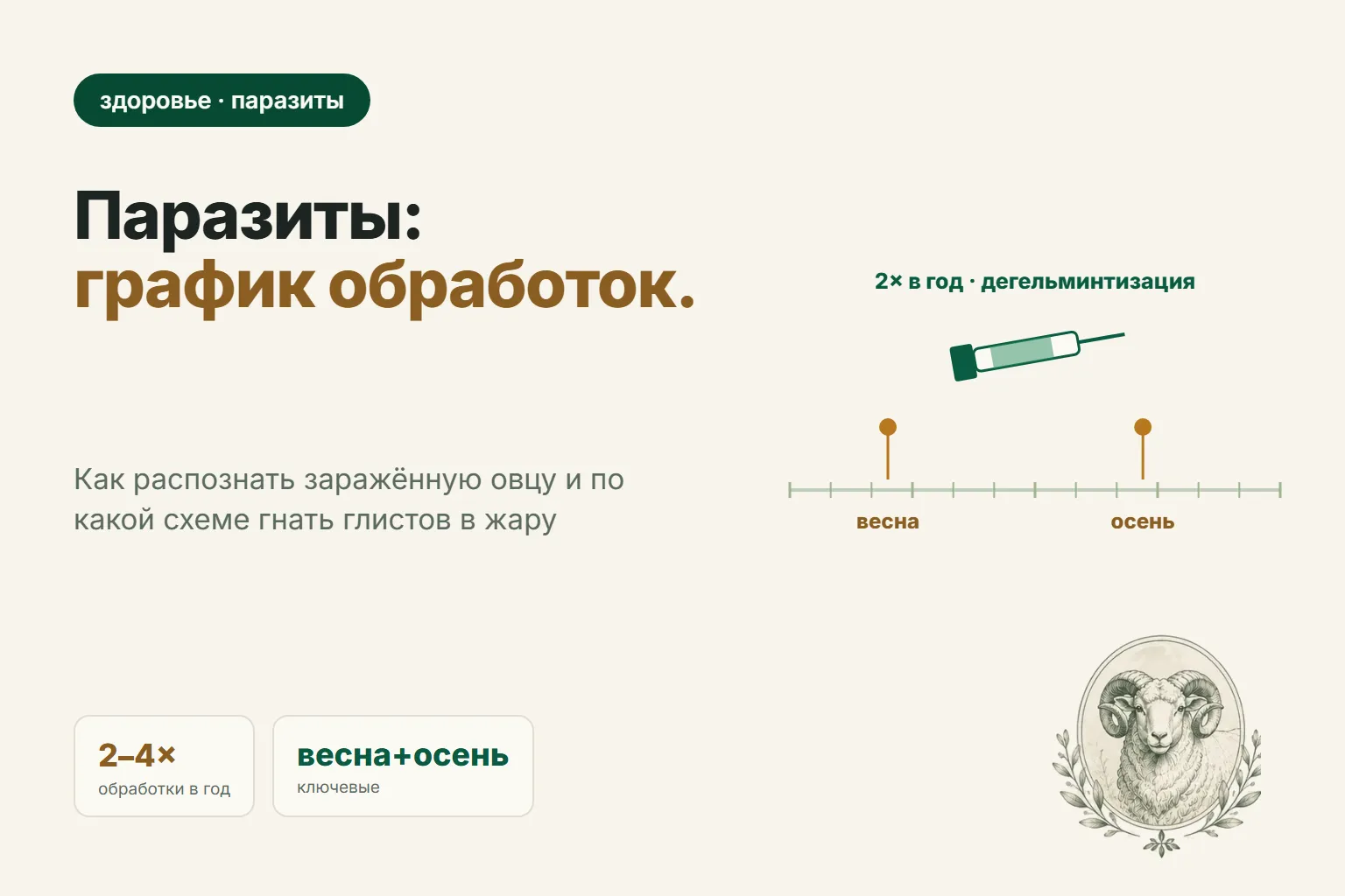Глисты и паразиты у овец: признаки, дегельминтизация и график обработок