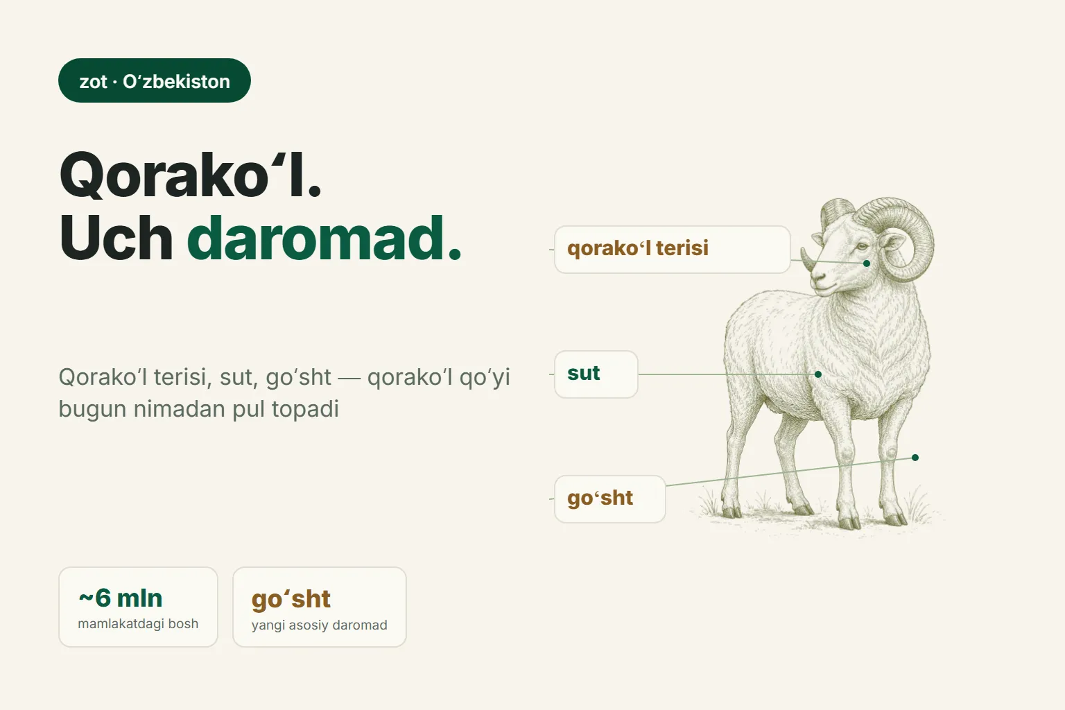 Qorakoʻl qoʻy zoti: smushka, sut, goʻsht — bugun nimadan daromad olish mumkin