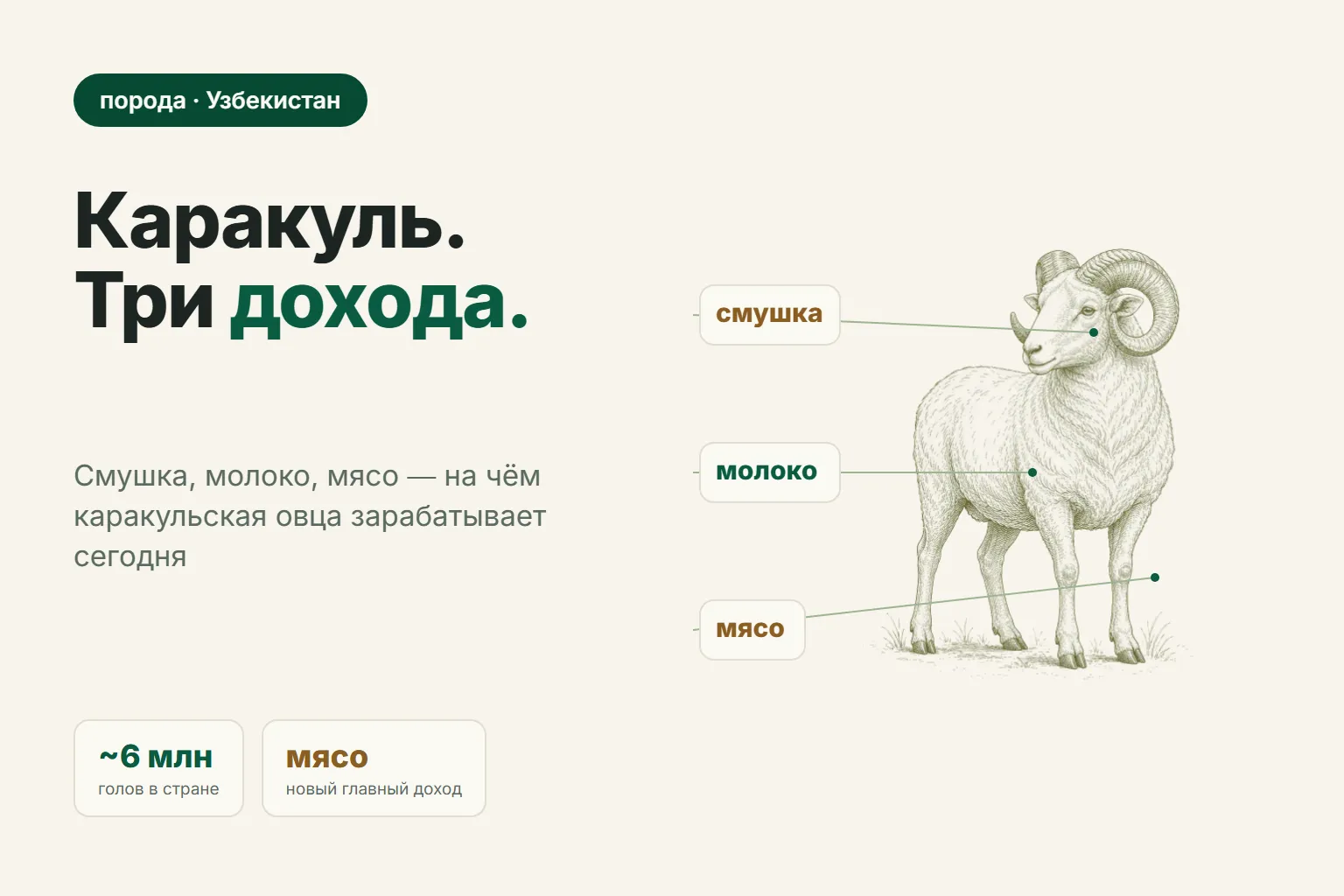 Каракульская порода овец: смушка, молоко, мясо — на чём зарабатывать сегодня