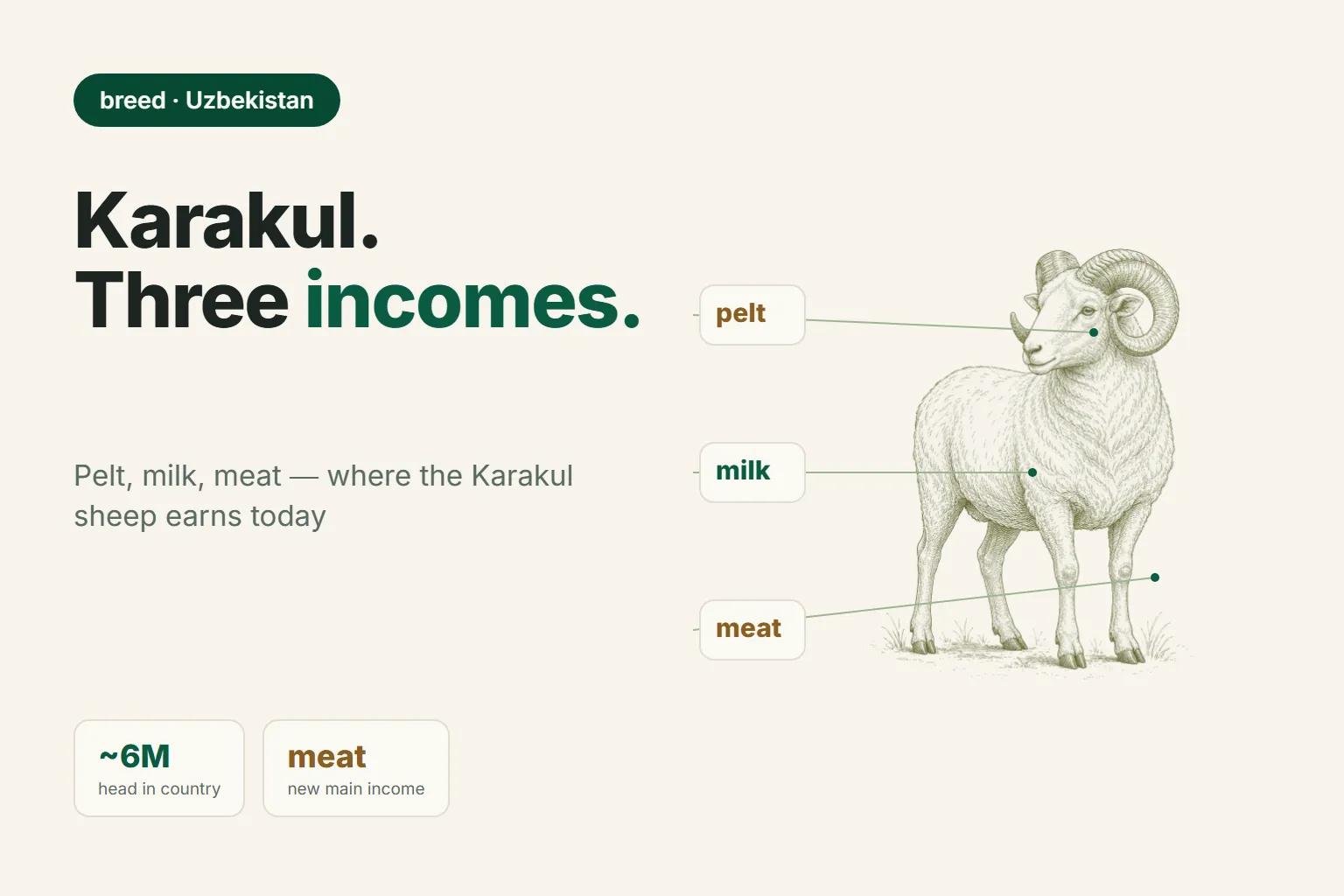 Karakul Sheep: Pelts, Milk, Meat — What Actually Pays Off Today