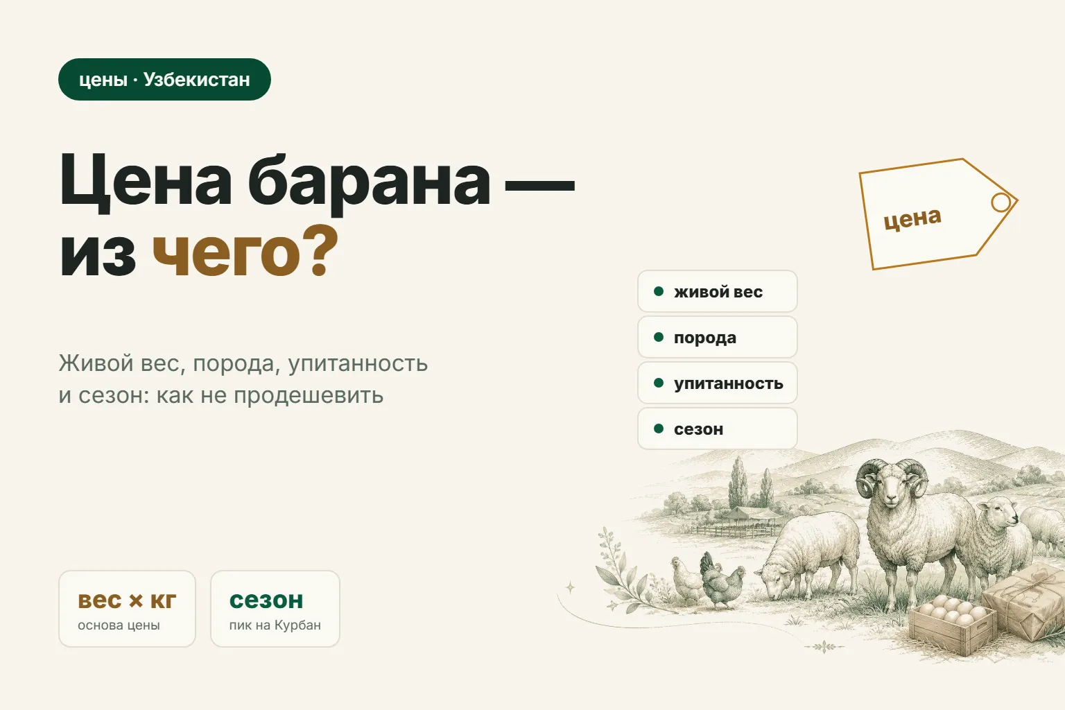 Цены на баранов в Узбекистане: от чего зависят и как не продешевить