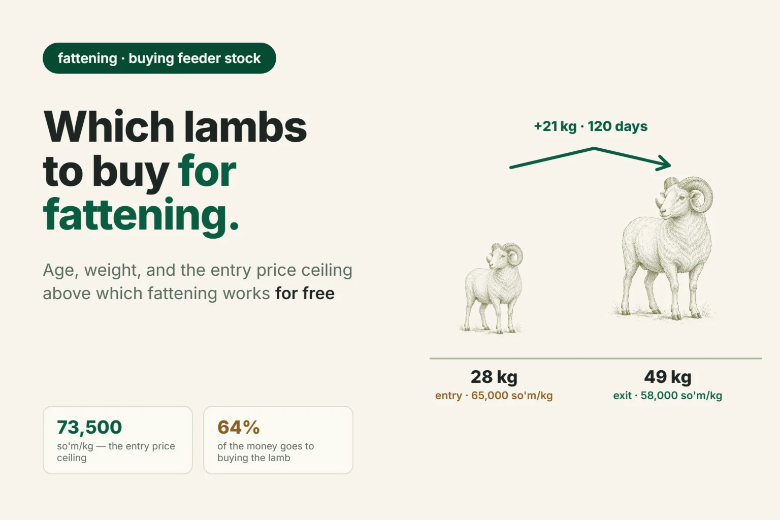 Buying Feeder Lambs: The Entry Price Ceiling That Decides Your Fattening Profit
