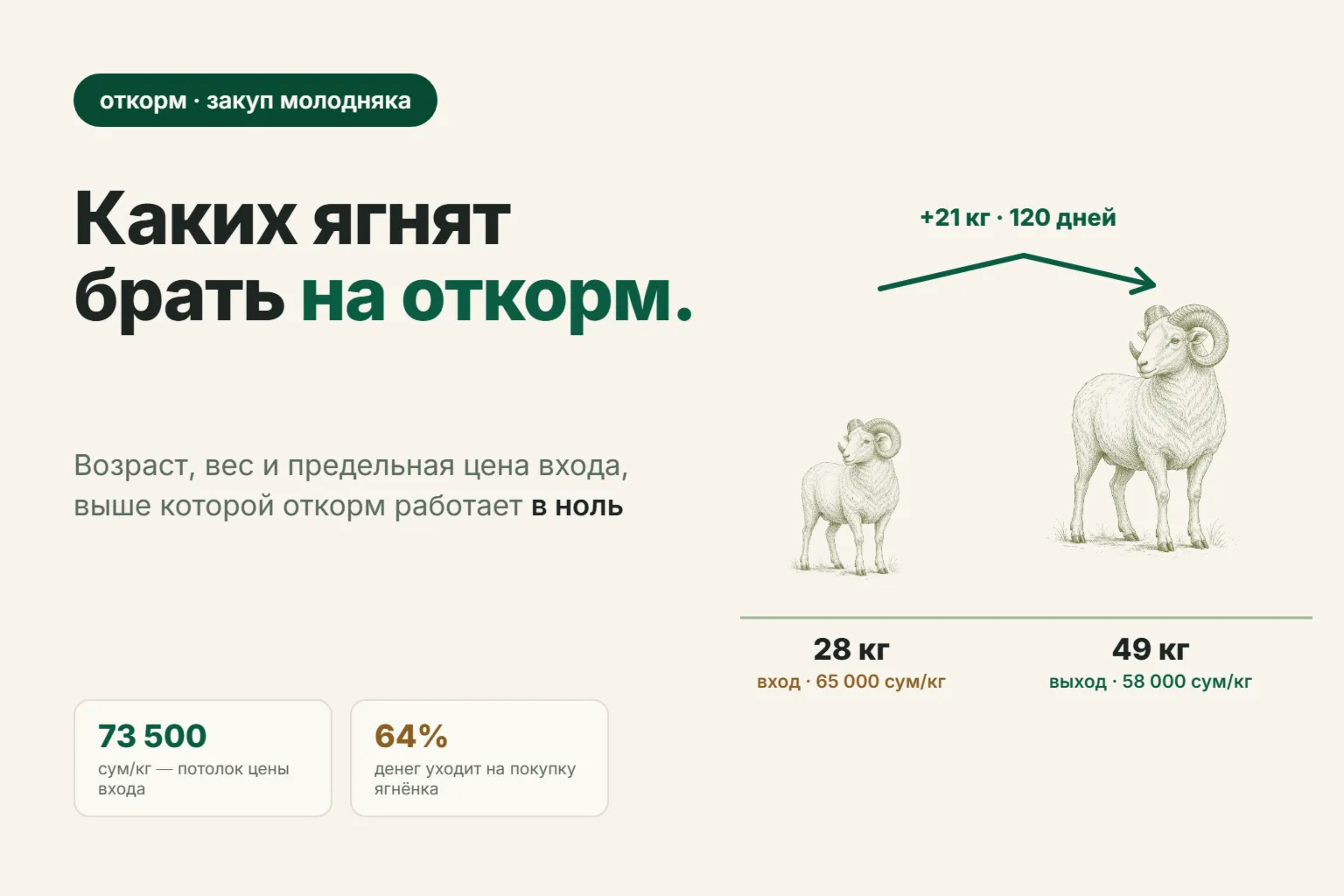 Каких ягнят покупать на откорм: возраст, вес и предельная цена входа