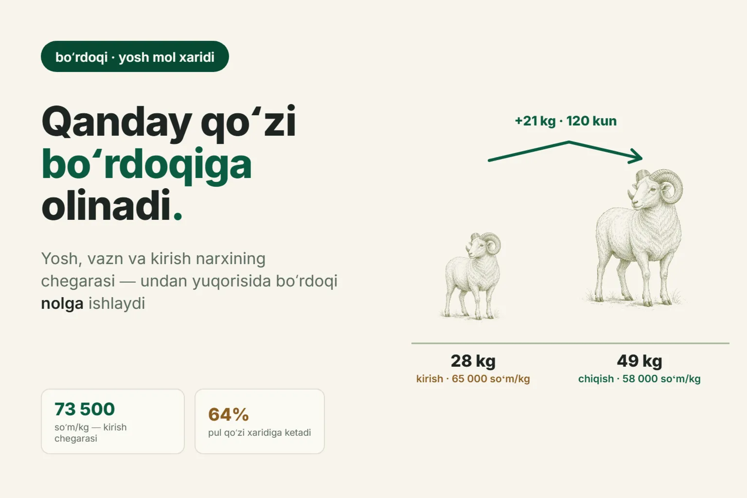 Boʻrdoqiga qanday qoʻzi olish kerak: yosh, vazn va kirish narxining chegarasi