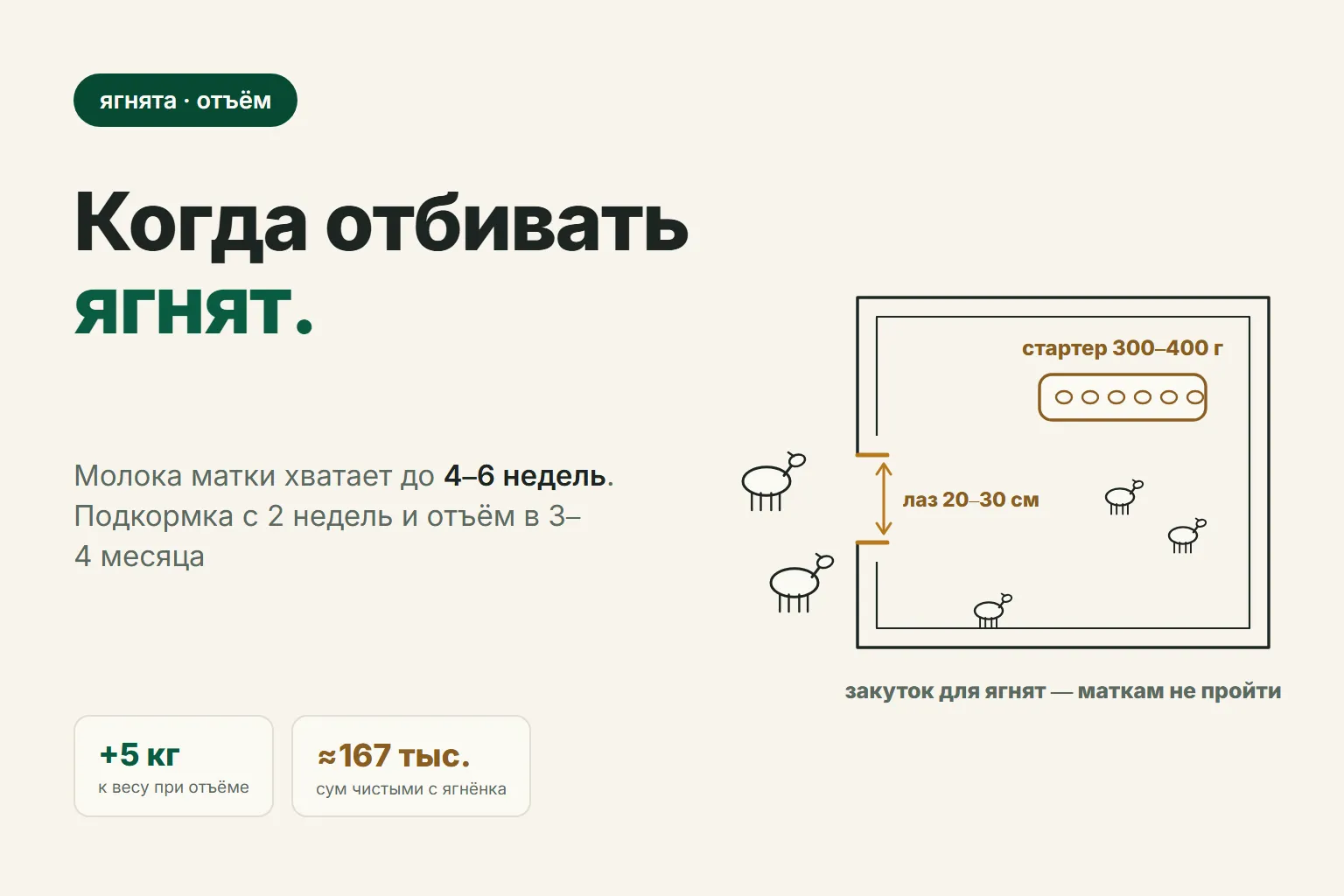 Когда отбивать ягнят от матки: подкормка с 2 недель, отъём в 3–4 месяца и +5 кг к продаже