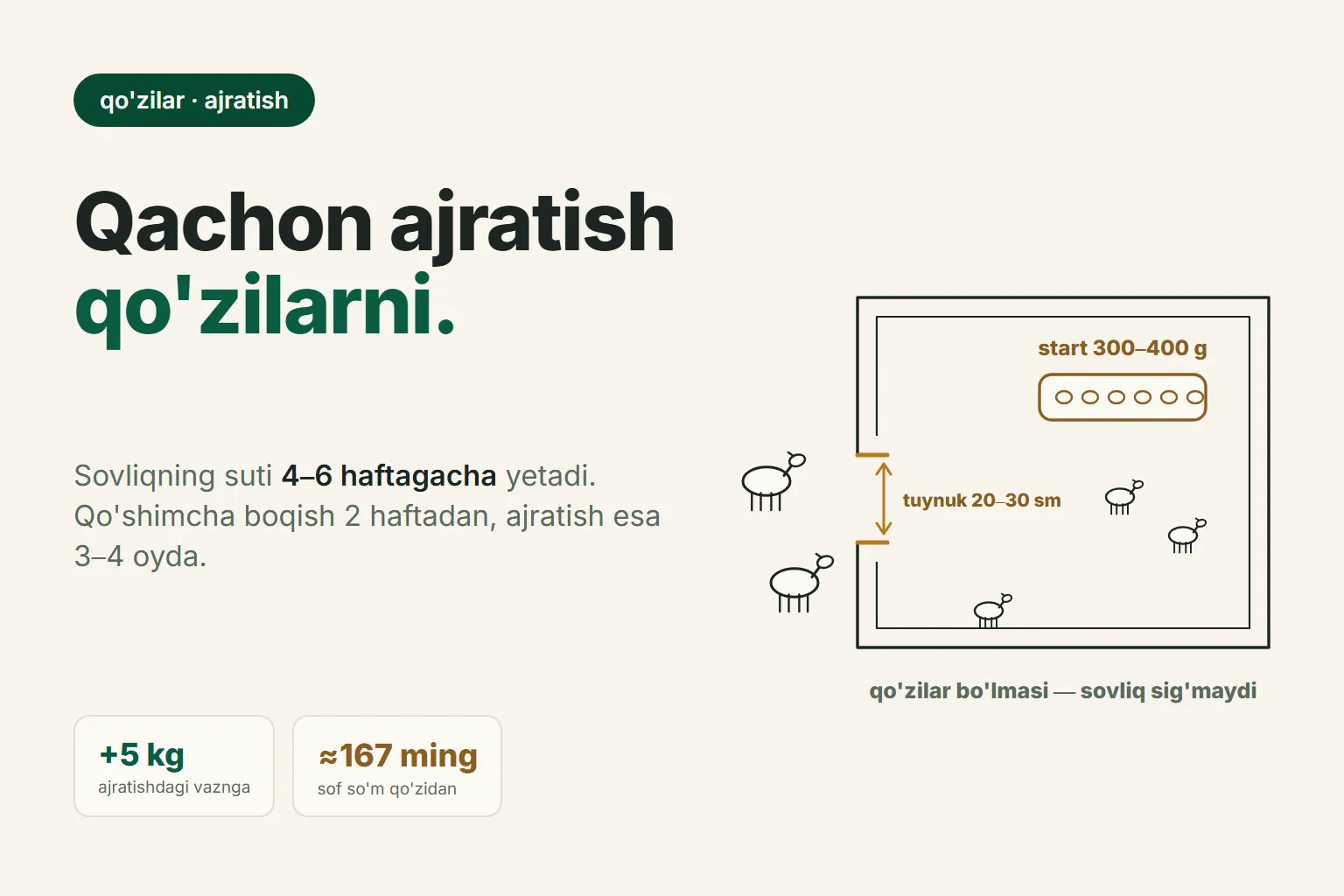 Qo'zilarni sovliqdan qachon ajratish kerak: 2 haftalikdan qo'shimcha boqish, 3–4 oylikda ajratish va sotuvda +5 kg