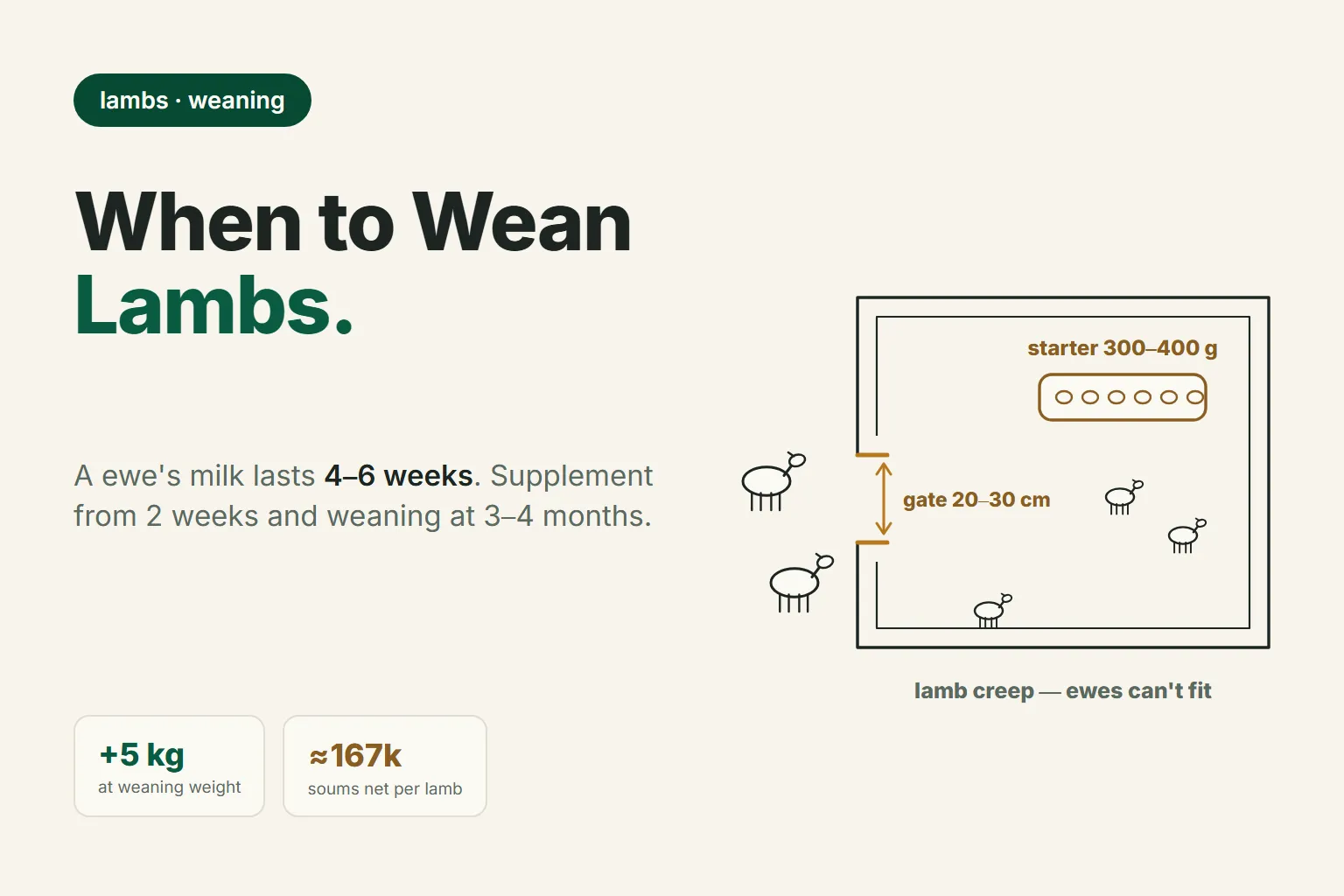 When to Wean Lambs from the Ewe: Supplement from 2 Weeks, Weaning at 3–4 Months, and +5 kg at Sale
